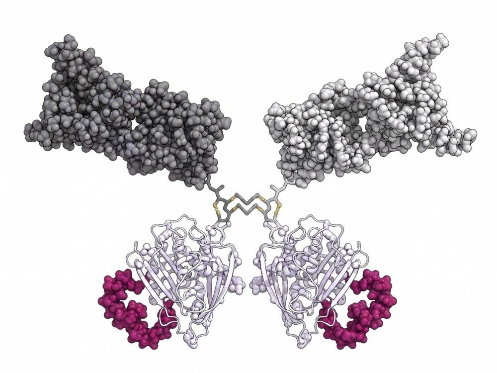 Fig. 1 F(ab')₂ bispecific antibody fragments. (Creative Biolabs Original)