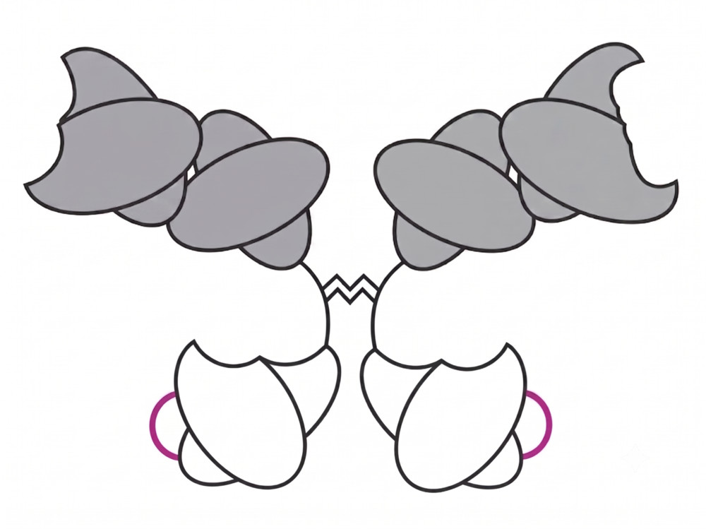 Fig. 2 F(ab')₂-scFv₂.(Creative Biolabs Original)
