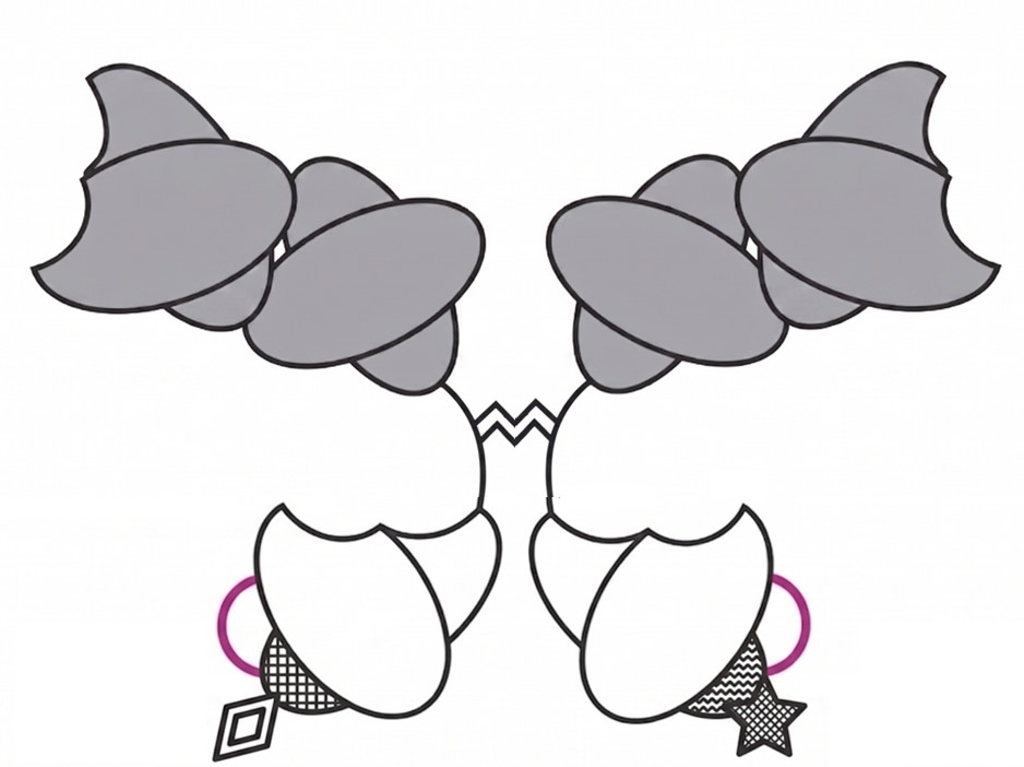 Fig. 3 Trispecific F(ab')₂ Fusions. (Creative Biolabs Original)