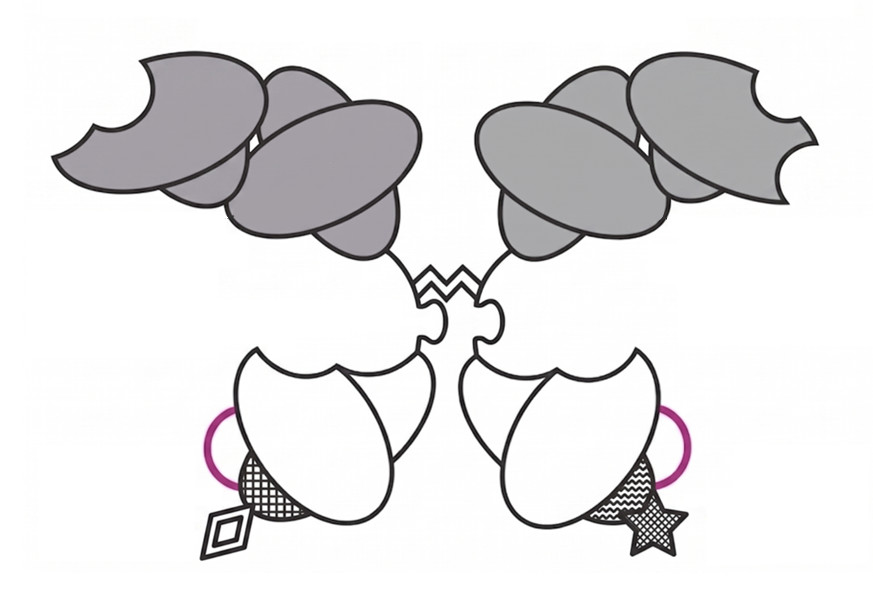 Fig. 4 Tetraspecific F(ab')₂ Fusions. (Creative Biolabs Original)