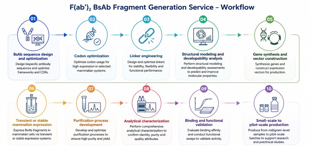 Fig. 5 F(ab')₂ BsAb Fragment Generation Workflow. (Creative Biolabs Original)