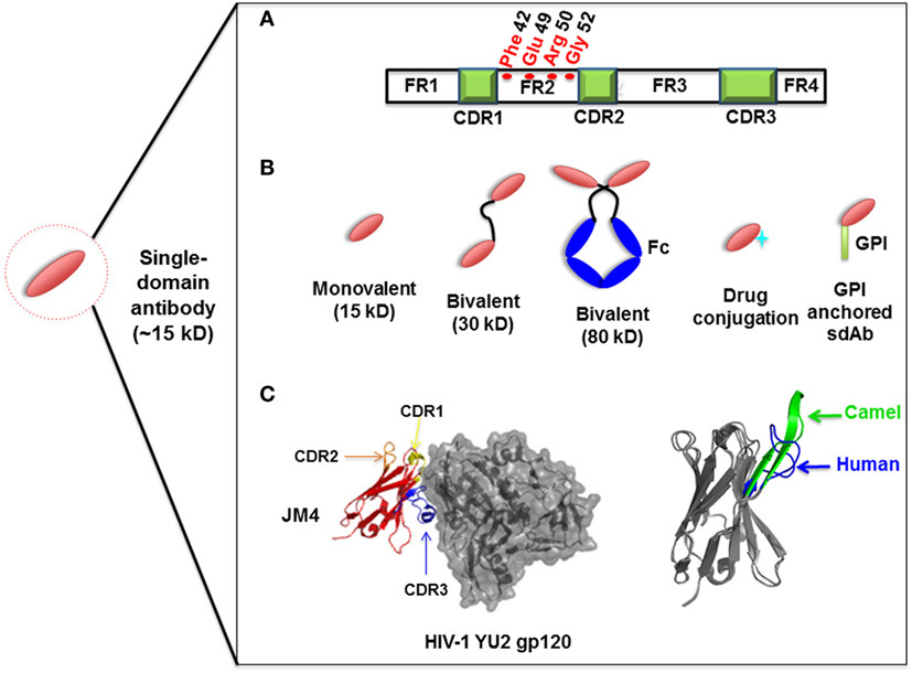 Fig. 1 Schematic of single-domain antibodies (sdAbs) and their characteristics. (OA Literature)