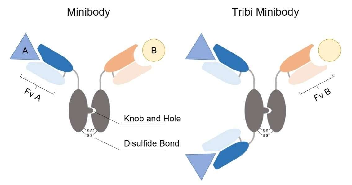 Fig. 1 Diagram of the structure of the minibody and the Tribi minibody. (Creative Biolabs Original)