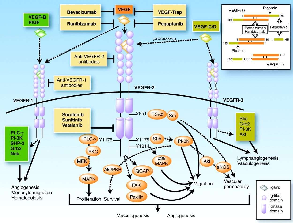 Schematic diagram shows the signal transduction and biological processes mediated by VEGFRs, and a variety of therapeutic strategies to inhibit VEGF signaling. (Kowanetz, M., 2006)