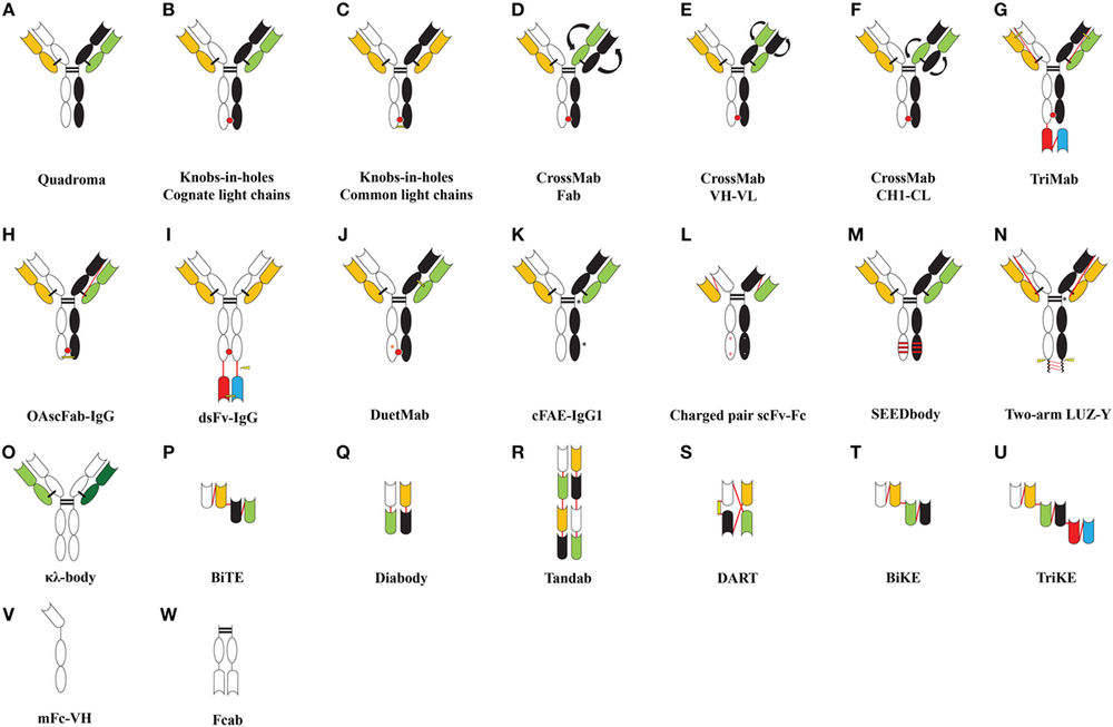 Fig.1 Schematic showing formats of bispecific antibodies. (OA Literature)
