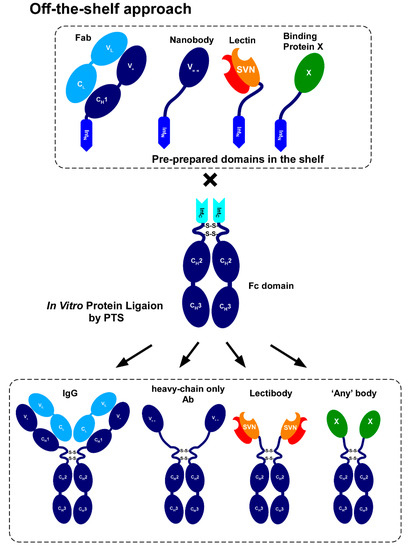 Fig. 1 Schematic of the off-the-shelf approach for in vitro production of Fc fusion by protein ligation. (OA Literature)