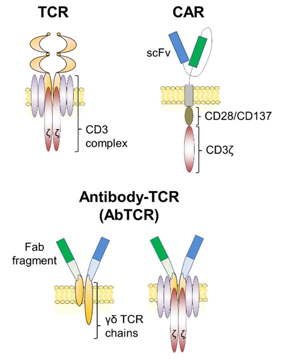 Fig. 1 Schematic showing Antibody-TCR Fusion s. (OA Literature)
