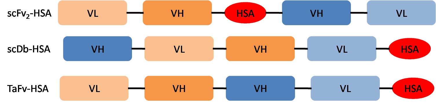 Fig. 1 The structure of some bispecific antibody-HSA fusion proteins. (Creative Biolabs Original)