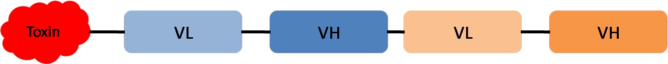 Fig. 1 The structure of tandem scFv-toxin. (Creative Biolabs Original)