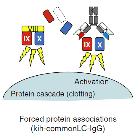 BsAb designed for forced protein association. (Kontermann, R. E., 2015)