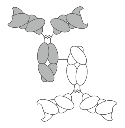 Fig.1 IgG-IgG BsAb. (Creative Biolabs Original)