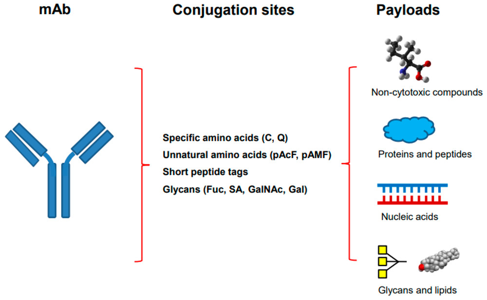Fig.1 Schematic of the site-specific antibody conjugation. (OA Literature)