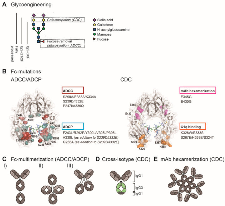 Fig.1 Schematic of Fc engineering strategies for enhanced Fc-effector functions. (OA Literature)