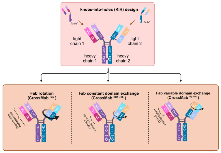 Fig.2 Heterodimeric bispecific antibodies designed by “Knob-into-holes” and CrossMab. (OA Literature)
