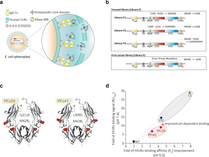 Fig.3 High-throughput directed evolution of Fc for improved pH-dependent human FcRn binding. (OA Literature)