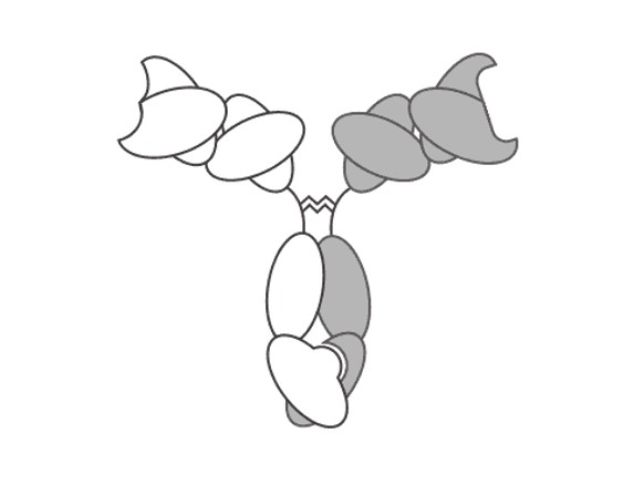 Bispecific IgGs. (Creative Biolabs Original)