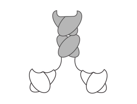 Bispecific antibody (BsAb) fragments. (Creative Biolabs Original)