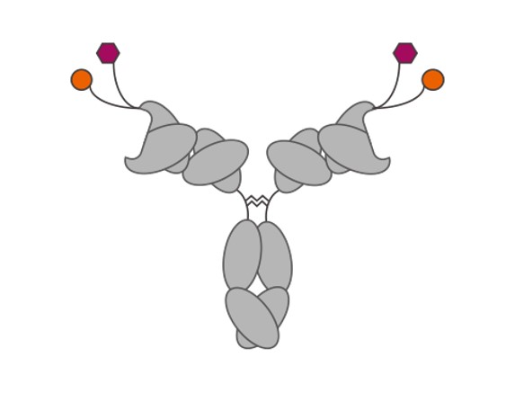 Bispecific antibody (BsAb) conjugates. (Creative Biolabs Original)