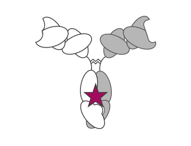 Fc engineering in bispecific antibody (BsAb). (Creative Biolabs Original)