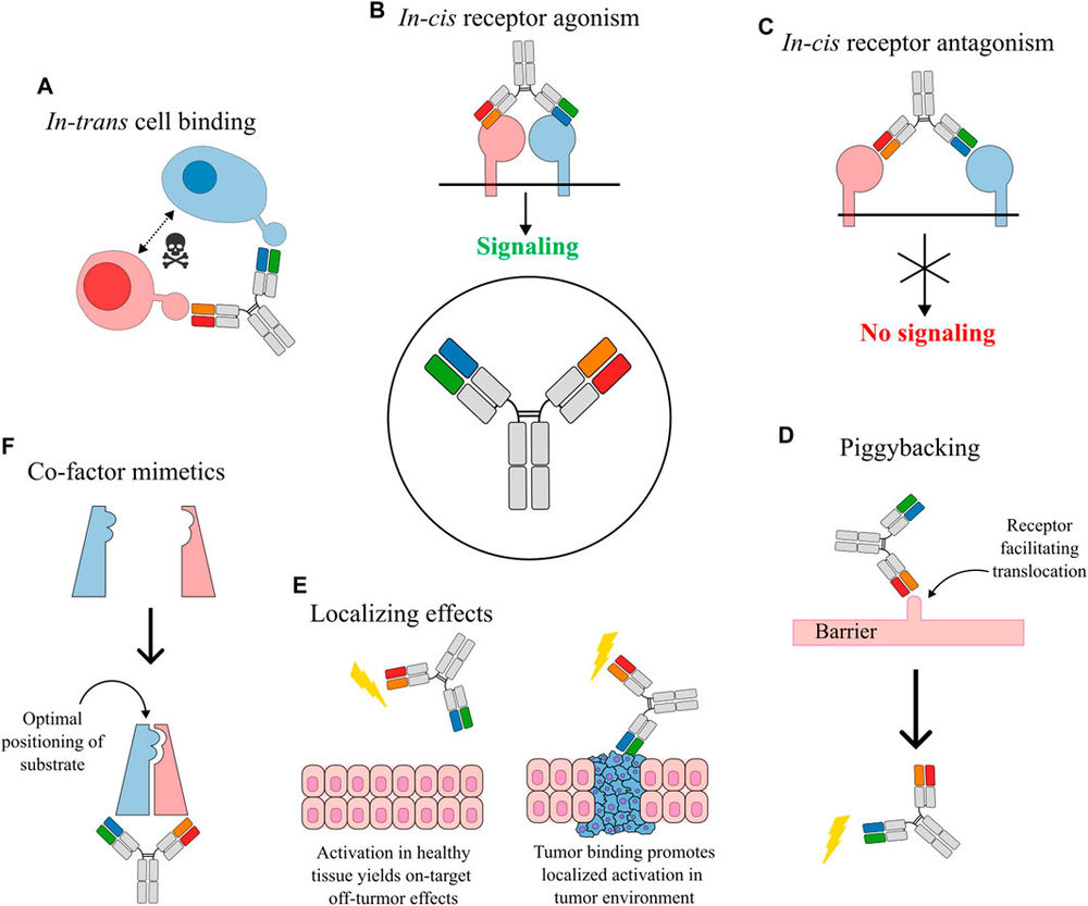 Fig.1 Schematic showing Obligate mechanisms of action for bsAbs. (OA Literature)