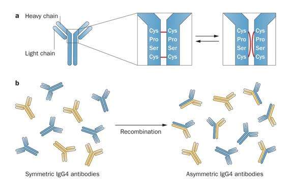 Fab arm exchange among IgG4 antibodies.