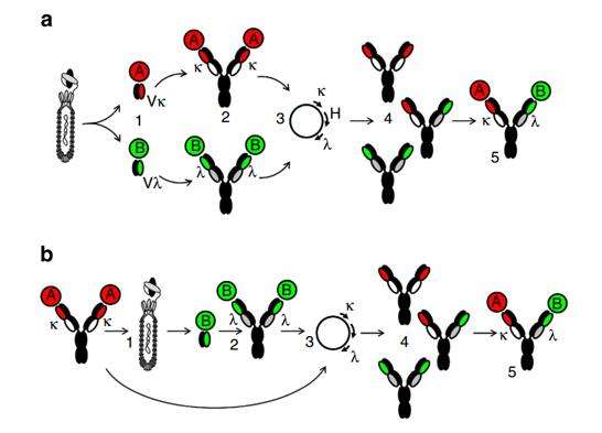 Schematic diagram of the production of bispecific IgG based on light-chain diversity.