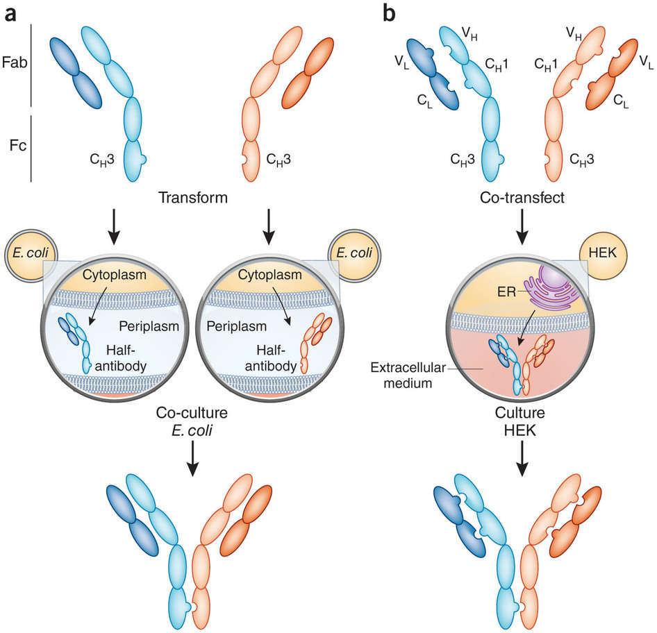 Expression of human bispecific antibodies. Heterodimerization of antibody heavy chains specific for different antigens enable to be enforced through knobs-into-holes mutations in CH3 domains.