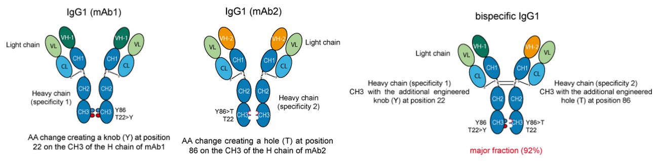 Strategy for creating bispecific mAb using the Knobs-into-holes AA changes. (Xu, Y.,2015)