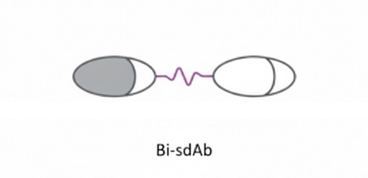 Bi-sdAb BsAb. (Creative Biolabs AI)
