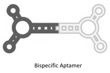 Schematic diagram of bispecific aptamers. (Creative Biolabs AI)