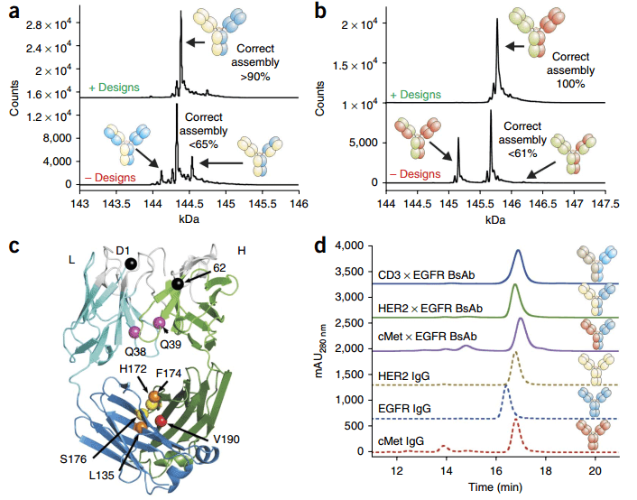 Identification of the specificity afforded by the heavy chain–light chain interface designed mutants and the dual binding activity of the resulting BsAb molecules. (Lewis, S. M., 2014)