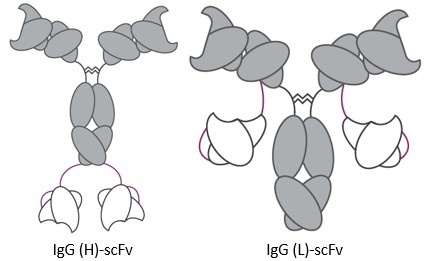 IgG-scFv BsAb. (Creative Biolabs Original)
