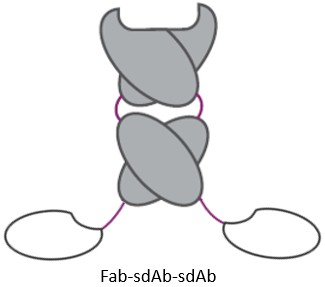 Fab-sdAb-sdAb. (Creative Biolabs AI)