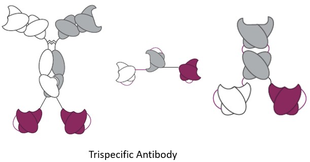 Trispecific Antibody. (Creative Biolabs AI)