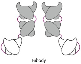 Bibody. (Creative Biolabs AI)