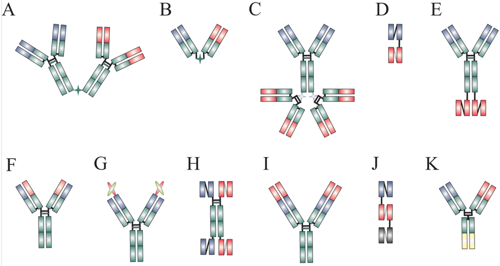 Fig. 1 Schematic diagram of dual-targeting antibodies.
