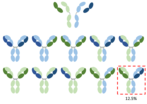 This figure shows the chain association problem. Representation of the antibody combinations enable to be generated by a quadroma cell line.