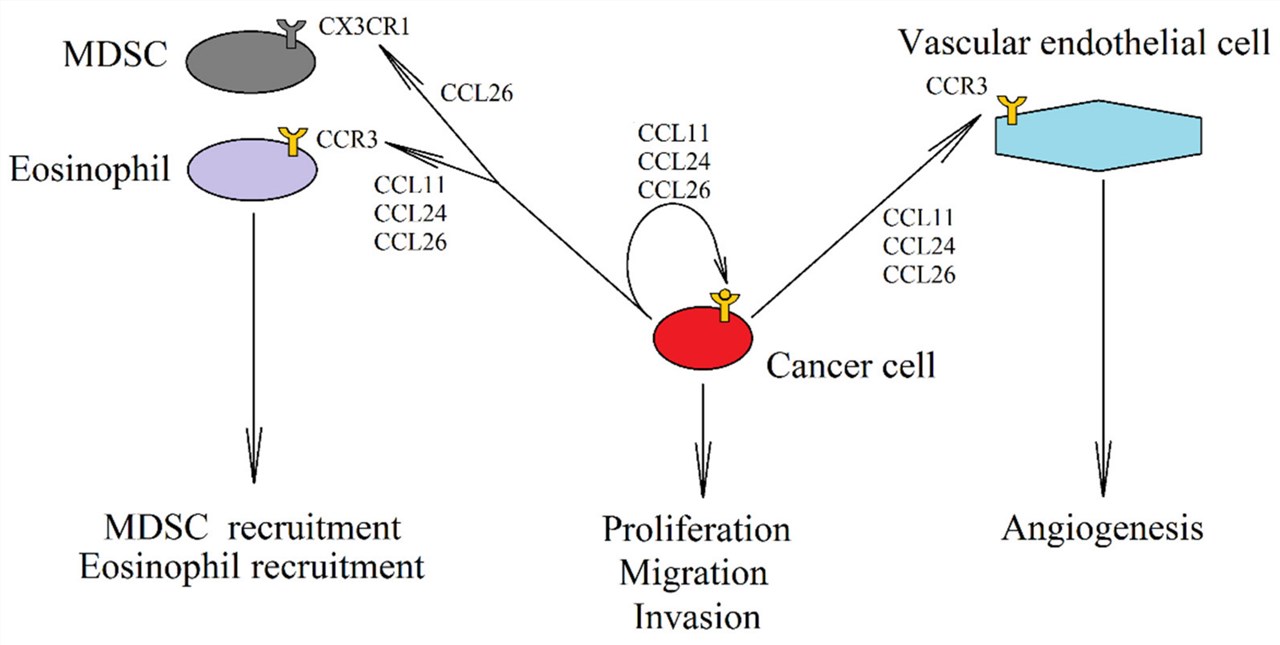 Role of CCR3 and eotaxins in cancer. (Korbecki, et al, 2020) 