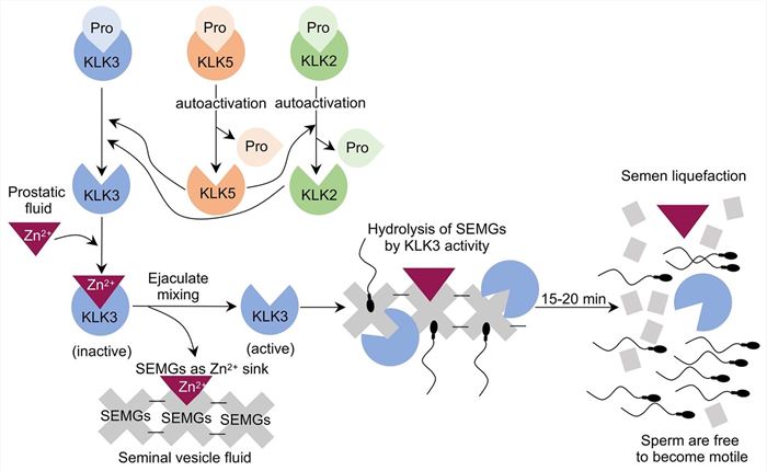Unraveling the signaling cascade: activation of KLK3 during the liquefaction process. (Anamthathmakula, et al., 2020)