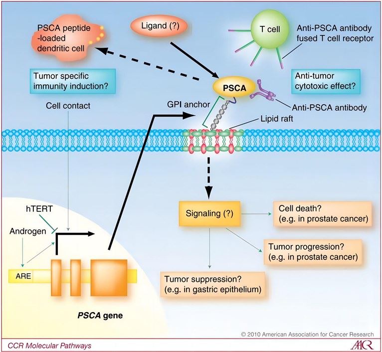 The scheme diagram of PSCA signaling pathway and PSCA-targeted immunotherapy. (Saeki, et al., 2010) 