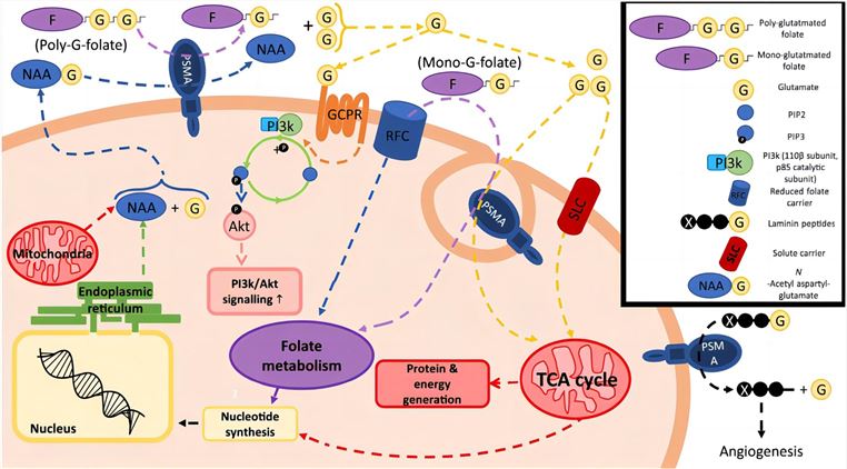 Elucidating the cellular function of PSMA in prostate cancer cells: insights from established in vitro studies. (Saeki, et al., 2010)