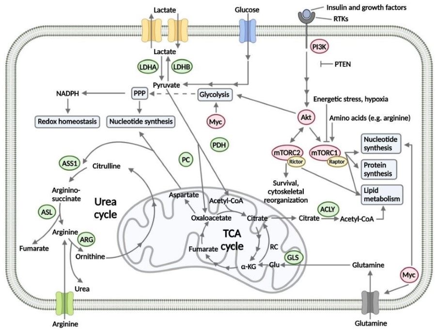 An intricate interplay between harmony of signaling and metabolic pathways in SCLC. (Krencz, et al., 2021) 