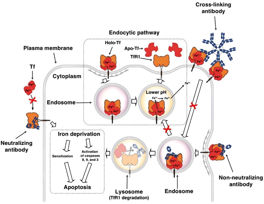 Disrupting iron uptake through diverse mechanisms: therapeutic antibodies targeting TfR1. (Candelaria, et al., 2021) 