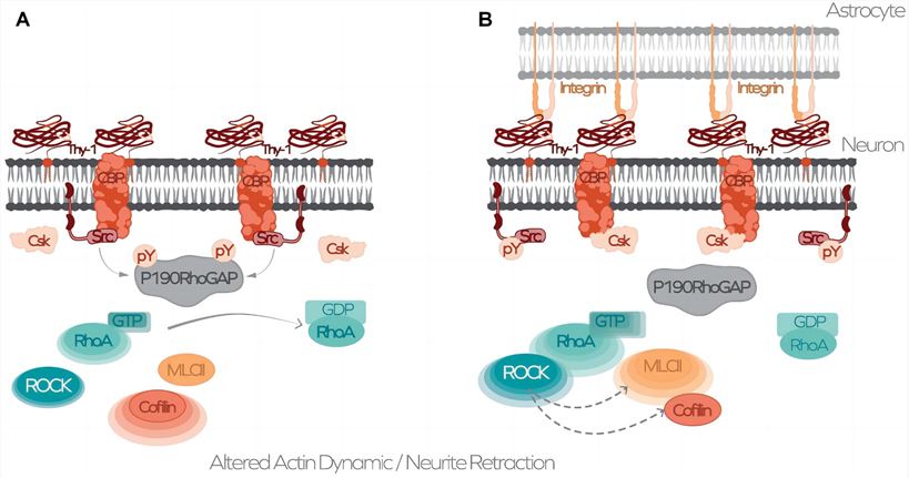 Deciphering THY-1-dependent signaling and cytoskeleton regulation induced by integrin-binding: a schematic model. (Leyton, et al., 2019)