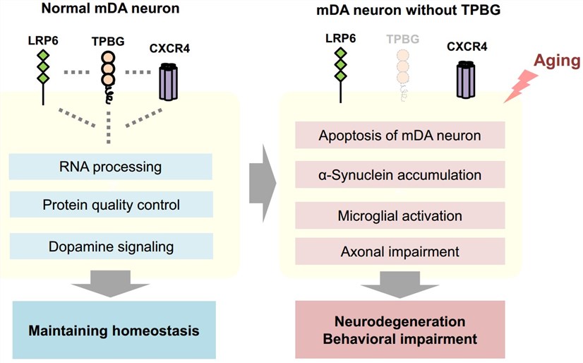 Proposed mechanism of TPBG contributes to Parkinson's Disease pathogenesis. (Park, et al., 2021)