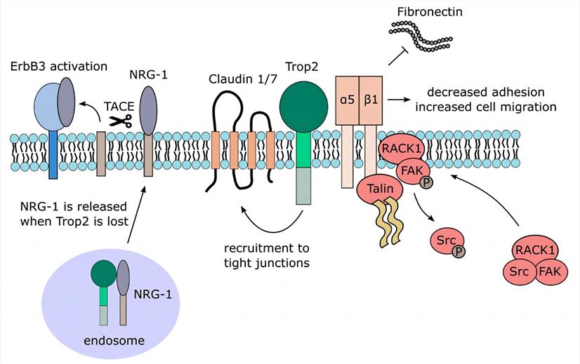 A comprehensive insight of decoding TROP2 membrane-associated interacting signaling and partners. (Lenárt, et al., 2020)