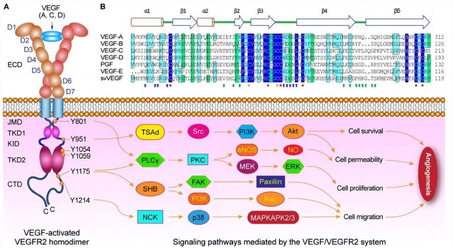Navigating angiogenesis: signaling pathways orchestrated by VEGF/VEGFR-2 interaction. (Wang, et al., 2020) 