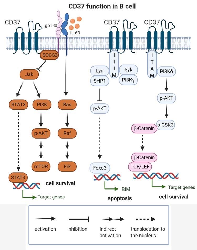 CD37 Function. (Bobrowicz, et al., 2020)