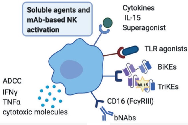 Fig.1 NK cell-mediated ADCC induced by broadly neutralizing antibodies and other mediators. (Alrubayyi, et al., 2020)