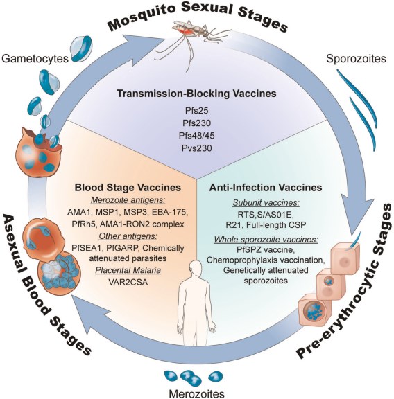 Plasmodium life cycle stages and potential vaccines that target each step. (Duffy and J, 2020)